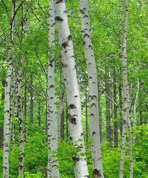 Silver Birch Trees - Betula pendula | Trees by Post