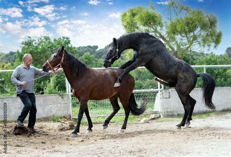 mating horse in nature Stock Photo | Adobe Stock