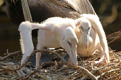 Baby Pelican: All You Need to Know (Facts 2022) - Bird Nature