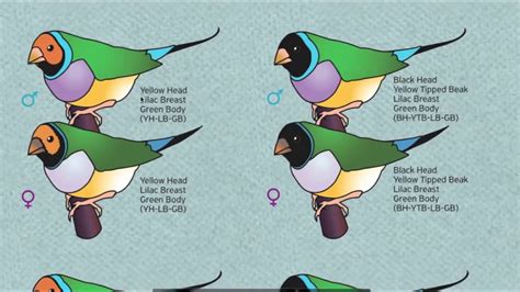 THE BEST MATERIAL for Gouldian! Mutations / Show Standards / Genetics ...