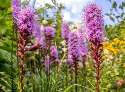 40 Native Texas Flowers and Wildflowers - Petal Republic