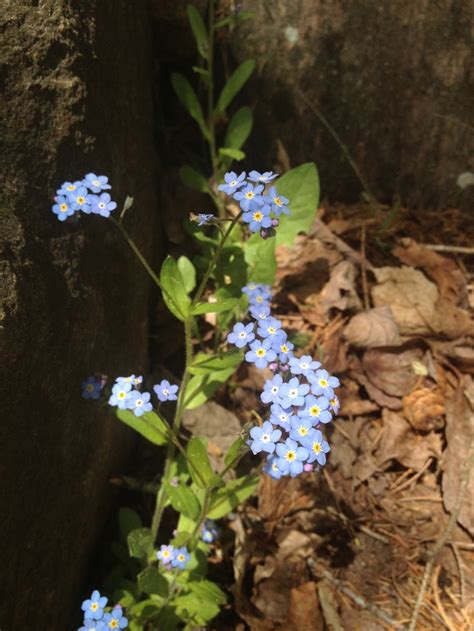 Myosotis | Plants, Nature