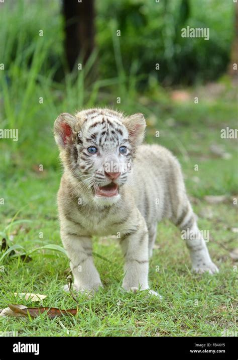 White bengal tiger standing panthera hi-res stock photography and images - Alamy