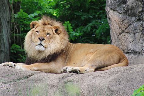 Beloved Pittsburgh Zoo lion dies after suffering seizure