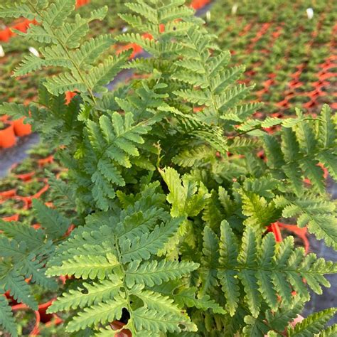 Dryopteris filix-mas