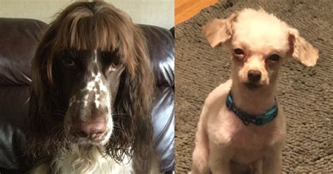 20 Dog Quarantine Haircut Fails You Can't Help But Laugh At