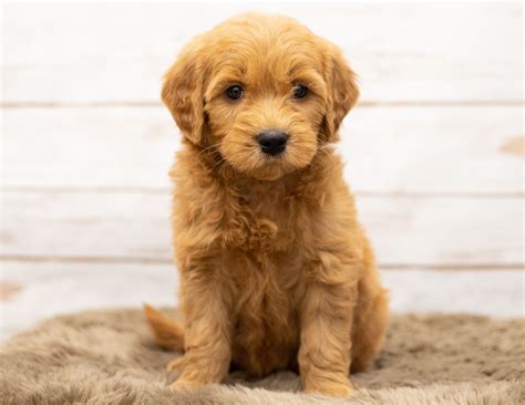 Standard to Mini Goldendoodle Puppies for Sale | Poodles2Doodles