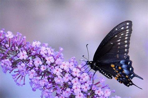 animals, Macro, Insect, Butterfly, Flowers, Purple Flowers Wallpapers ...