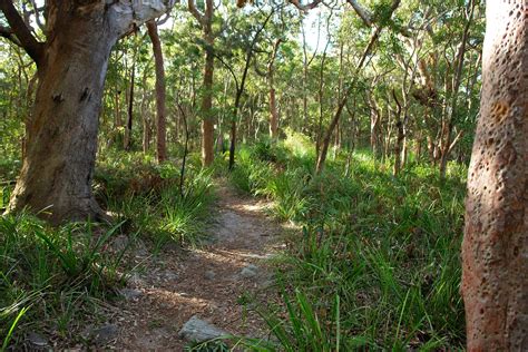 File:Bushland, Royal National Park, The Coast Walk-Australia.jpg - Wikipedia, the free encyclopedia