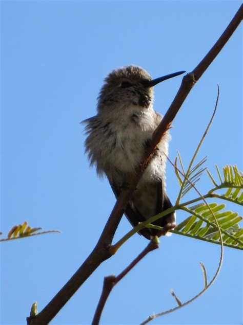 Young Male Costas Hummingbird - FeederWatch