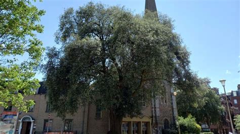 Two Devon trees shortlisted among nation's top 10 favourites | ITV News ...