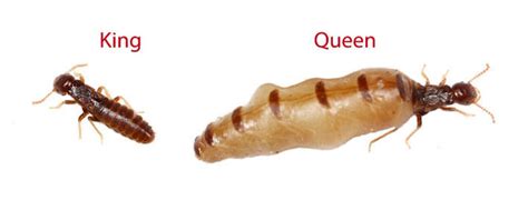 Subterranean Termites Queen