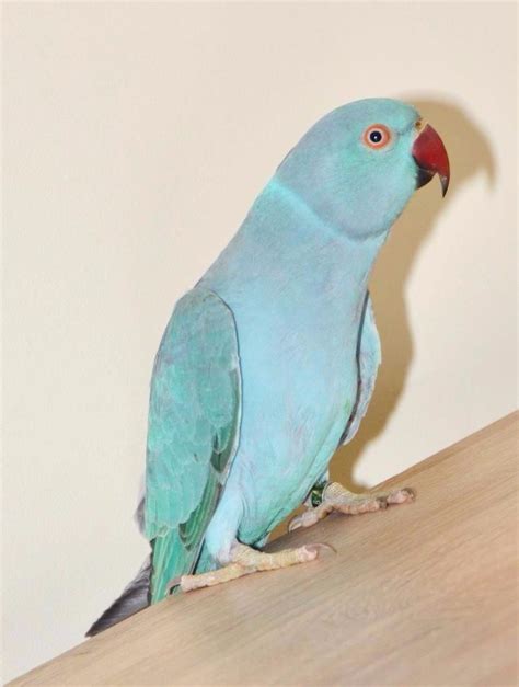 Baby Ringneck Parrots | in Harborne, West Midlands | Gumtree