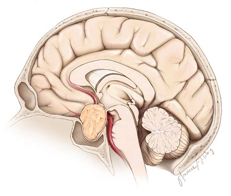 Pituitary Gland Anatomy | Expert Surgeon | Aaron Cohen-Gadol, MD