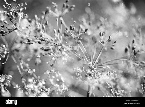 Wiese detail Black and White Stock Photos & Images - Alamy