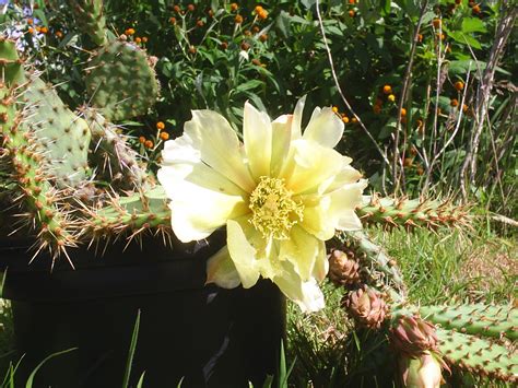 PicturesPool: Desert Plants,Flowers,Trees