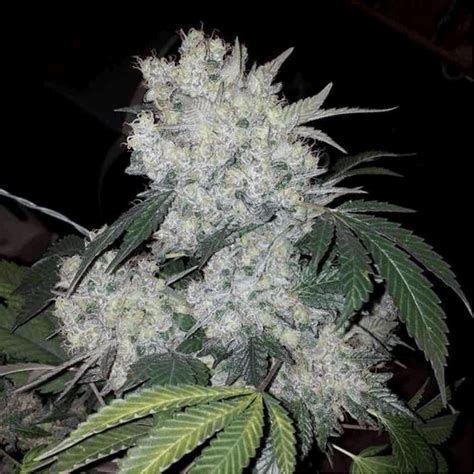 White Widow Seeds For Sale| Feminized and Autoflower Seeds