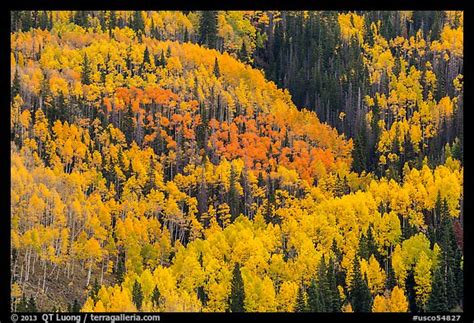 Picture/Photo: Aspens in bright fall foliage, Rio Grande National Forest. Colorado, USA