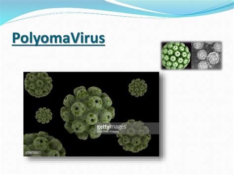 polyoma virus