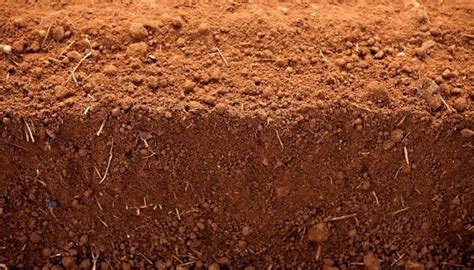 Clay Soil: Identification, Improvement Tips & What To Grow