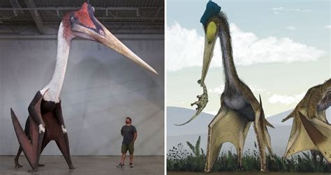 Quetzalcoatlus Pterosaur