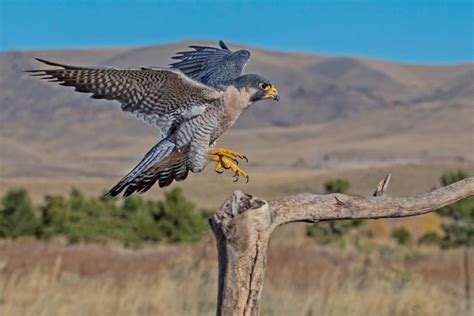 Flying the friendly skies with falcons is actually a thing | CBC Life