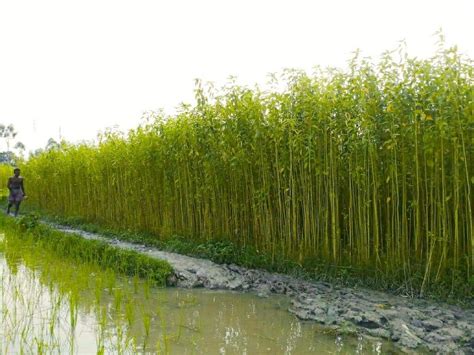 Jute Cultivation in South Dinajpur of WB: A Farmer's Interview - krishipathshala.in