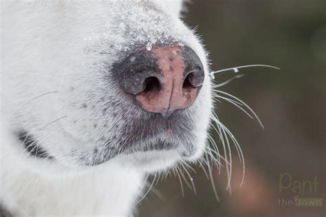 Details of a Dog's "Snow Nose" | Pant the Town