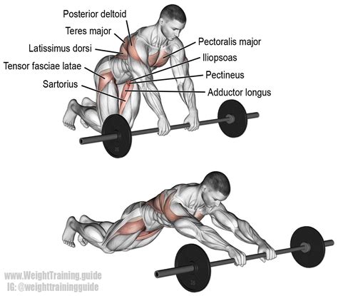 Barbell rollout. A compound exercise that targets your hip flexors (iliopsoas), not your abs ...