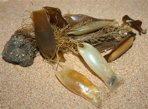 Easter egg(case) hunting on the rocky shore - SOSF Shark Education Centre