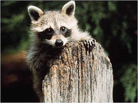 The Invisible Ink Blog: Observing Drama in its Natural Habitat -- A Raccoon Adventure