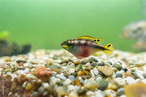 Kribensis Cichlid Stock Photo | Adobe Stock