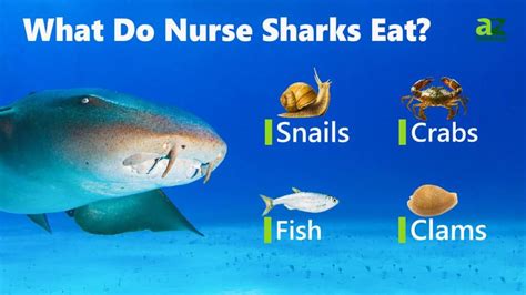 Nurse Shark Teeth: Everything You Need to Know - IMP WORLD