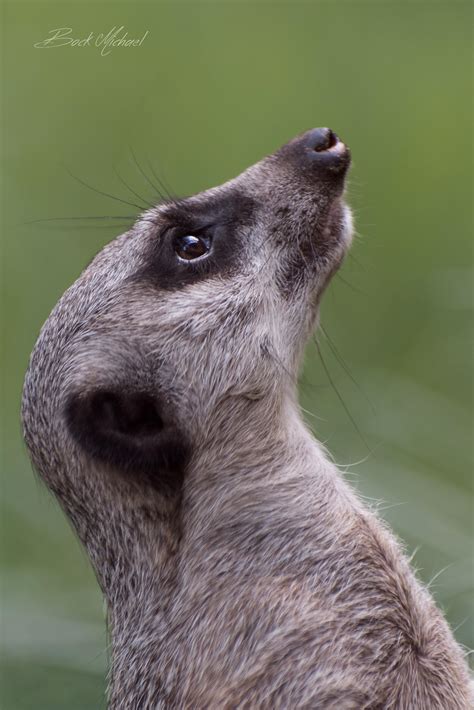 Meerkat searching the sky for predators : aww