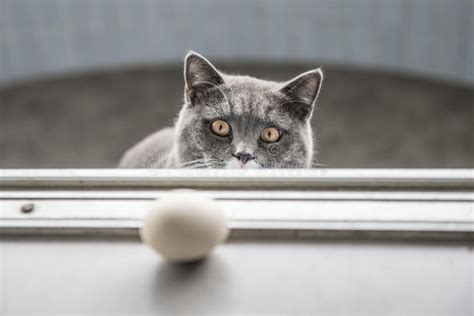 The gray cat playing stock image. Image of shorthair - 70928245