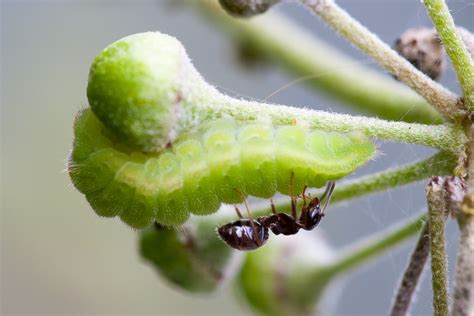 UK Butterflies - Lycaenidae