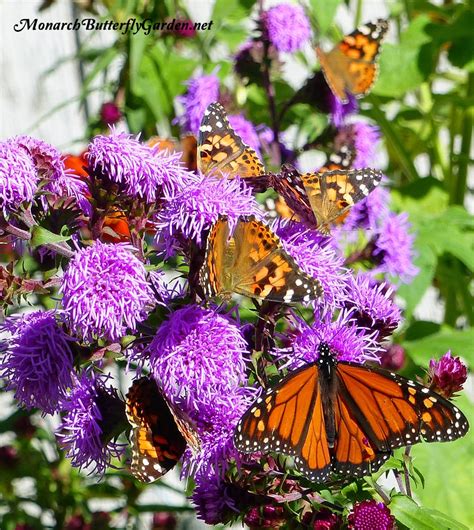 Purple Butterfly Pictures On Flowers