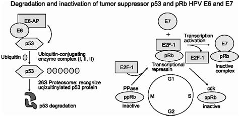 [PDF] The role of HPV E6 and E7 oncoproteins in HPV-associated cervical ...