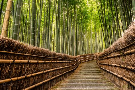 Arashiyama - Bamboo Grove - My Kyoto Photo