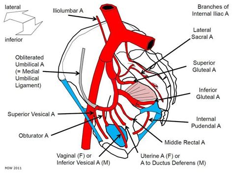 Internal Iliac Artery Branches Arteries Anatomy, Abdominal Aorta, Internal Carotid Artery ...