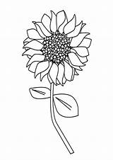 Big Sunflower Coloring Page Pages sketch template