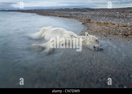 dead polar bear Stock Photo - Alamy