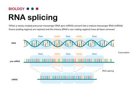 10+ Gene Splicing Illustrations, Royalty-Free Vector Graphics & Clip ...