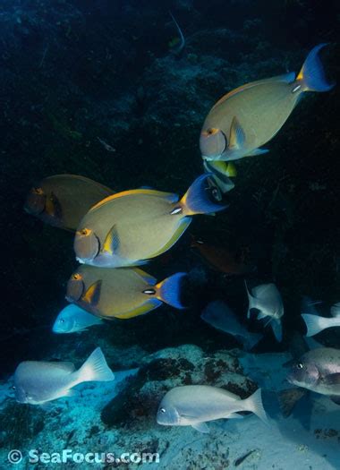 Surgeonfish – image gallery | marine species information | diving ...