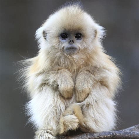 Golden Snub Nosed Monkey - LONE QUIXOTE