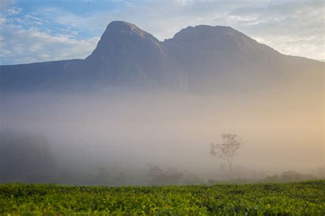 Mount Mulanje Cedars - Morgan Trimble