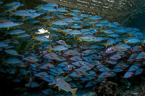 Diving in Fakarava: Discover the Shark Kingdom