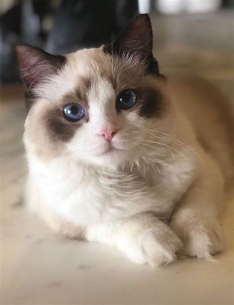 a cat with blue eyes laying on the floor