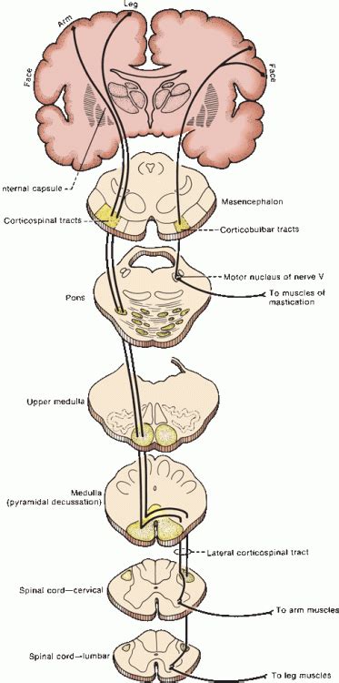 The Corticospinal (Pyramidal) Level | Neupsy Key