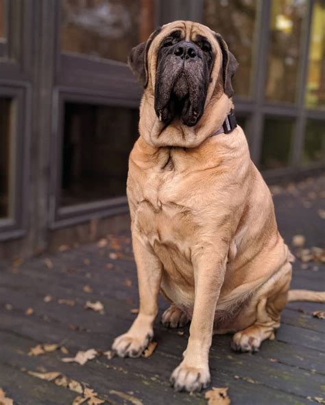 14 Facts About the Mastiff You Should Care About | PetPress